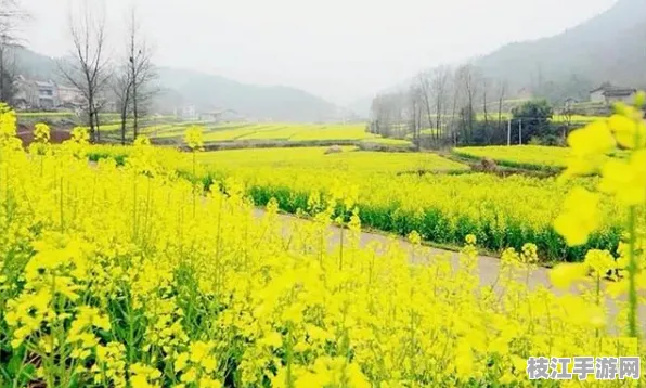 2025年8月枝江油菜花节筹备进展，群众热盼2026年2月盛会