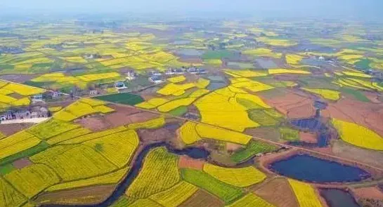 2025年8月枝江油菜花节筹备进展，群众热盼2026年2月盛会