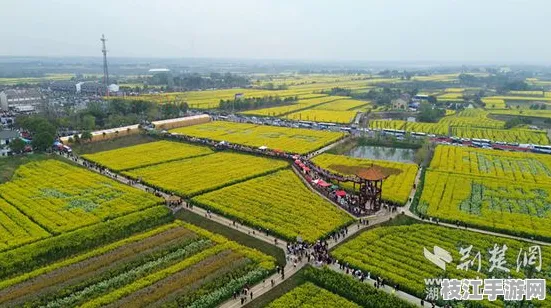2025年8月枝江油菜花节，文旅融合新篇章 展现枝江魅力