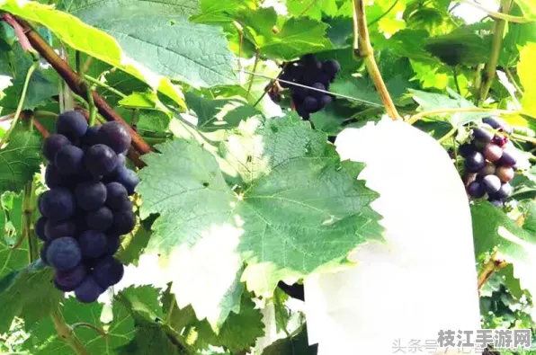 2025年8月枝江市资讯，问安镇袁码头村环境整治成效显著，技术合同成交额突破10亿元大关