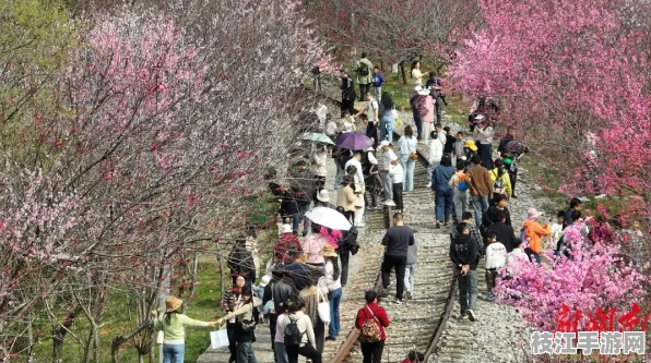 2025年08月枝江桃花节盛大启幕，群众参与热情高涨