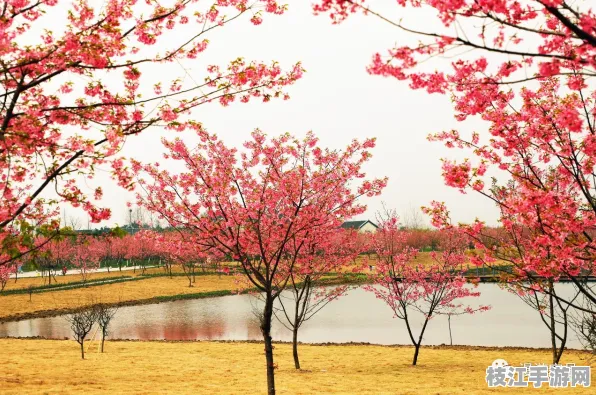枝江市2025年8月桃花节圆满落幕 市民游客共赴夏日花约